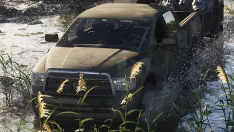 Bison
